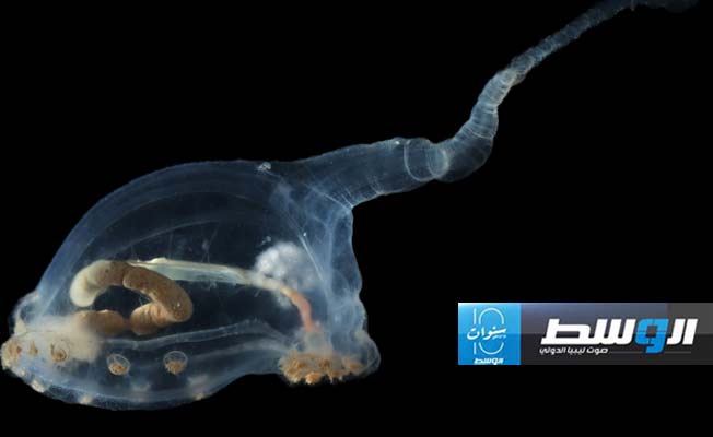 صورة لحيوان بحري جهازه الهضمي مرئي بشكل واضح، ولديه ذيل طويل. (ساينس أليرت)
