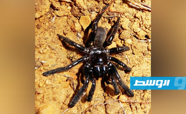 نفوق أقدم عنكبوت في العالم