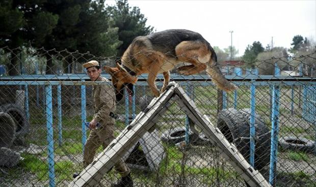 الكلاب المدربة لمكافحة الألغام في أفغانستان