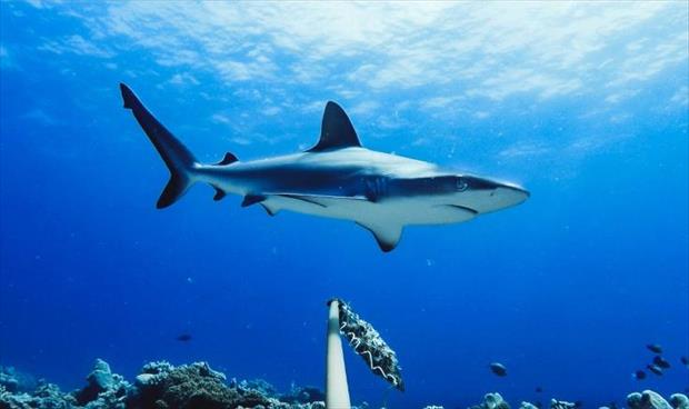 كاميرات بحرية تظهر تراجعًا «مقلقًا» لعدد أسماك القرش