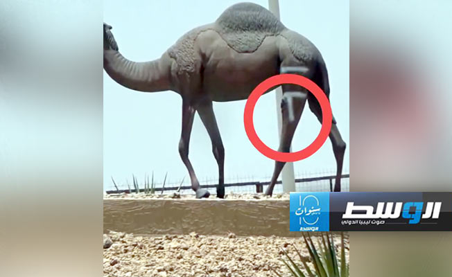 القبض على شخص للعبث بـتمثال «ناقة» في السعودية