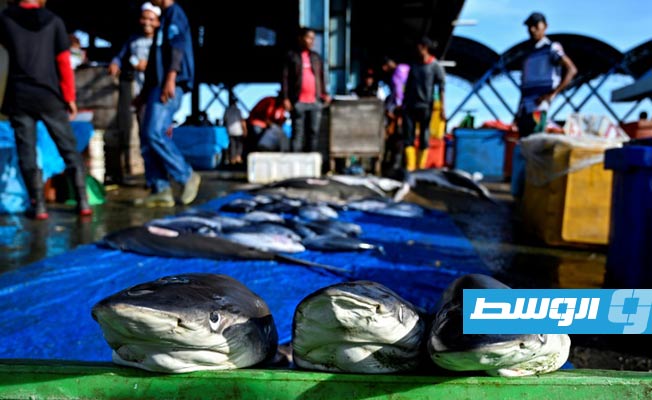 ضبط الآلاف من زعانف أسماك القرش في كولومبيا