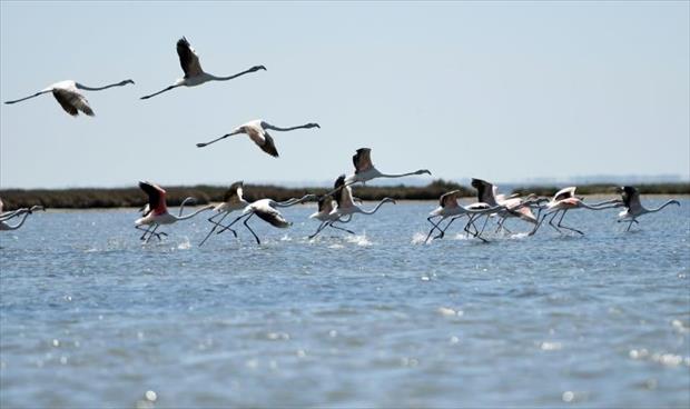 الطيور تنعم برخاء في ألبانيا بفضل تدابير مكافحة «كورونا»