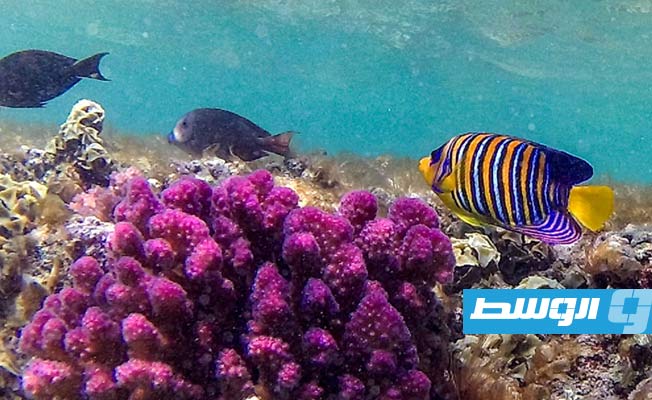 مصر «الملجأ الأخير للشعاب المرجانية»