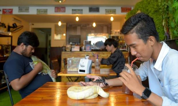 فتح مقهى لفهم الزواحف بشكل أفضل بكمبوديا