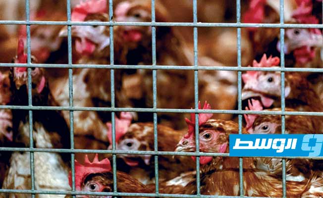 هولندا: ذبح 215 ألف دجاجة مصابة بإنفلونزا الطيور