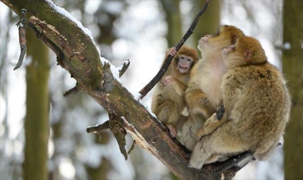 بالفيديو: صف من القردة على كابل كهربائي يشعل «تويتر»