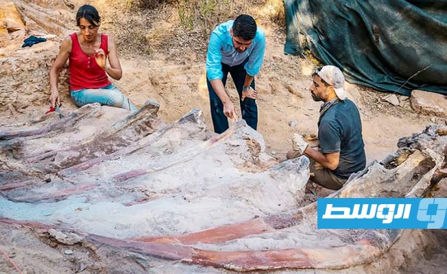 اكتشاف أكبر ديناصور صوروبودا في البرتغال