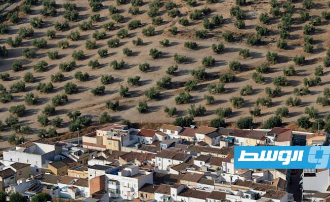 الجفاف يهدد محاصيل الزيتون في إسبانيا