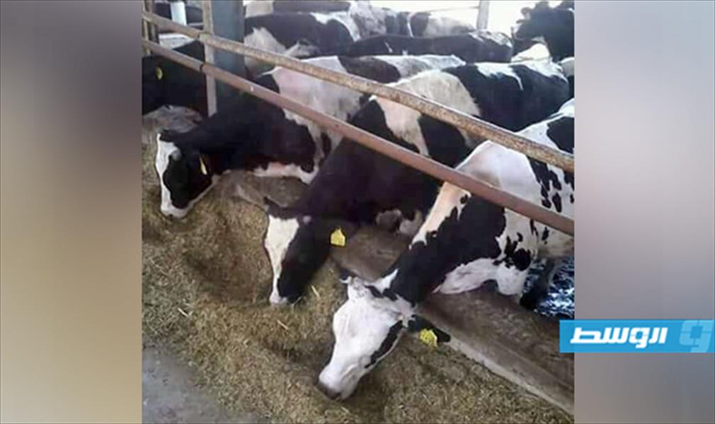 بدعوى الحرب.. منظمات أوروبية لرعاية الحيوان تعترض على تصدير الماشية الأيرلندية إلى ليبيا