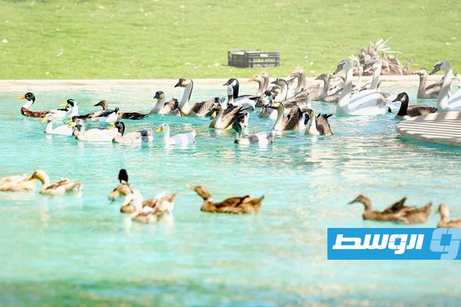 Pictures: Crowds gather for the opening of the Tripoli Zoo