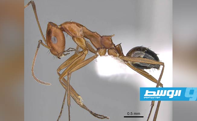 صورة مكبرة للنملة المكتشفة (بوابة الوسط)