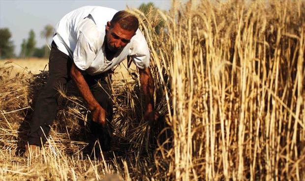 مصر تستهدف زراعة 3.5 مليون فدان قمحا