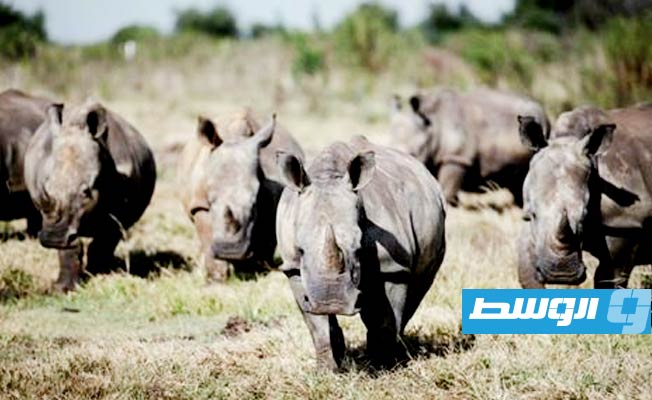 ازدياد أعداد حيوانات وحيد القرن في أفريقيا