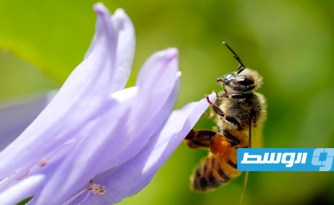 دراسة تكشف قدرة النحل على العد والحساب