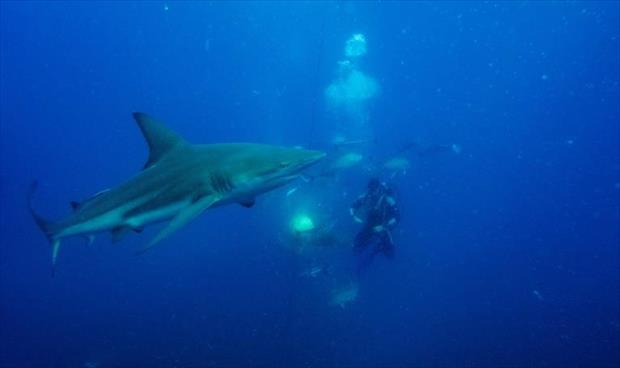 «شباك الموت» لصد هجمات أسماك القرش في جنوب أفريقيا