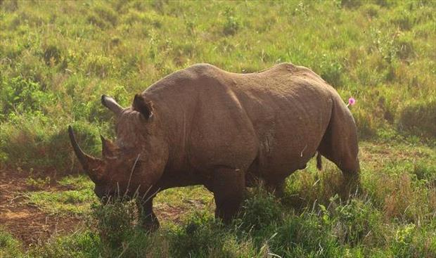 خمسة حيوانات وحيد القرن تصل إلى رواندا من تشيكيا