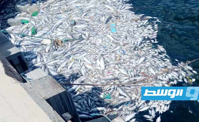 نفوق كميات من الأسماك بحوض ميناء درنة، 8 سبتمبر 2022. (بوابة الوسط)