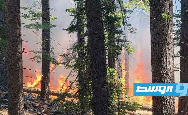 حريق يهدد أشجار السيكويا العملاقة بمتنزه يوسيميتي الأميركي