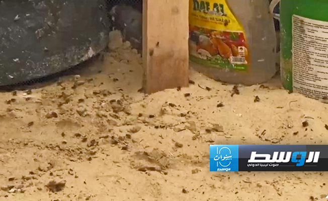 انتشار الحشرات بإحدى الخيام في غزة. (سند)
