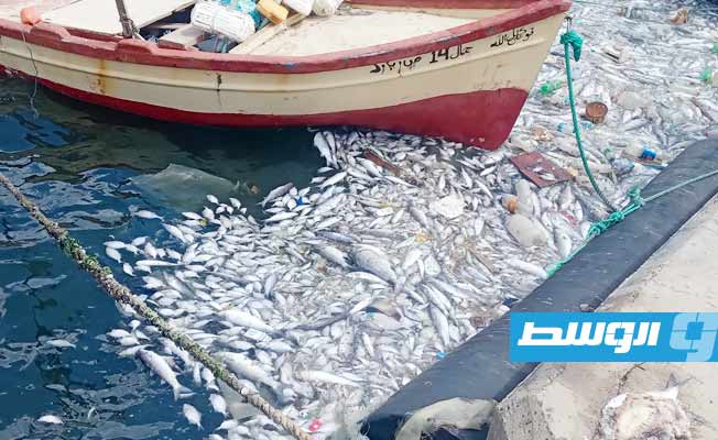 نفوق كميات من الأسماك بحوض ميناء درنة، 8 سبتمبر 2022. (بوابة الوسط)