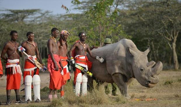 نفوق «سودان» آخر ذكر وحيد قرن أبيض في العالم
