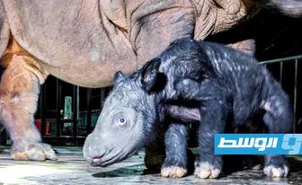 محمية في غرب إندونيسيا تشهد ولادة وحيد قرن سومطري