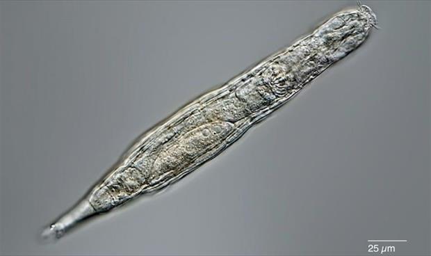 حيوان مجهري صمد 24 ألف عام في جليد سيبيريا