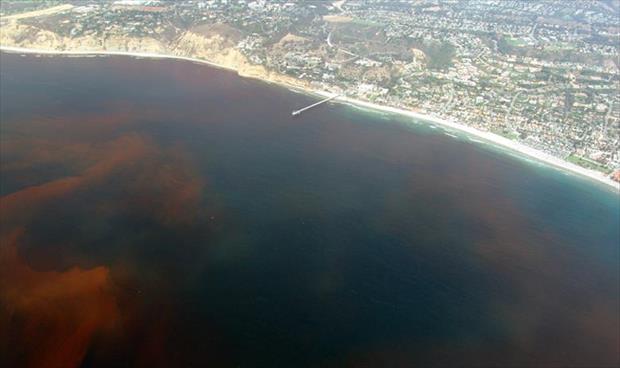 «موج أحمر» يتسبب في إعلان حالة الطوارئ بولاية فلوريدا الأميركية