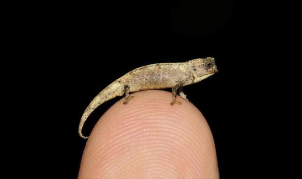 اكتشاف أصغر نوع معروف من الزواحف في مدغشقر