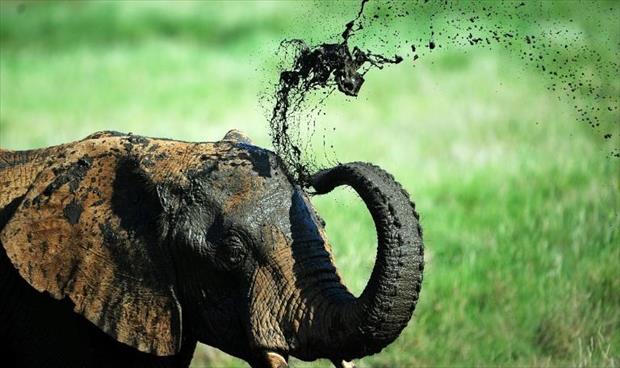 اتفاقية حظر أسر الفيلة البرية تكتسب أصواتا مؤيدة
