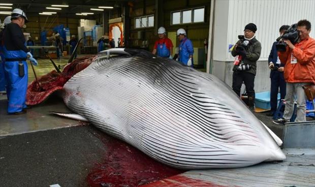 اليابان تستأنف صيد الحيتان بعد توقف ثلاثة عقود