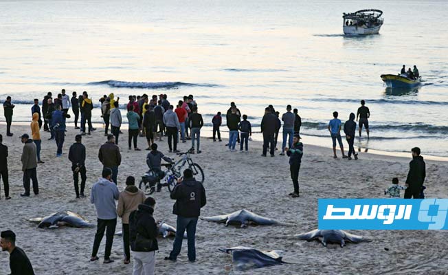 أسماك نادرة تغزو شواطئ غزة