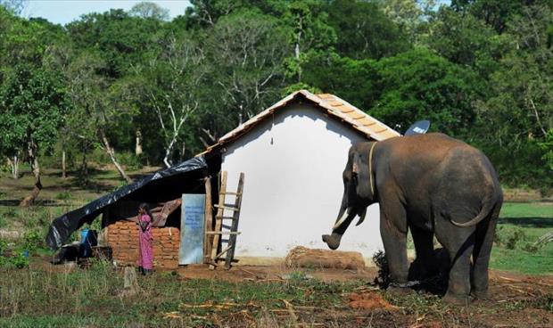 تعايش صعب بين الفيلة والبشر في الهند
