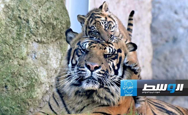 كالا.. «نمر سومطري نادر» متاح لزائري حديقة روما للحيوانات