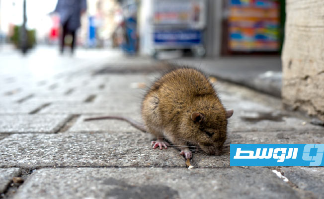 تحمل سلالات «كورونا».. علماء يحذرون من الفئران الرمادية