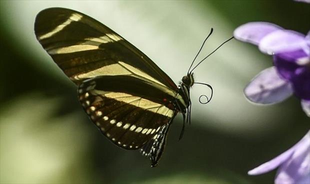 أكبر عدد من الفراشات في العالم موجود في كولومبيا