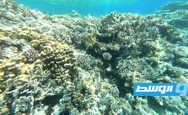 الشعاب المرجانية في مصر تفقد ألوانها