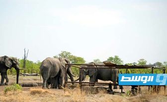 نفوق نحو مئة فيل بسبب شح المياه في أكبر متنزه وطني في زيمبابوي