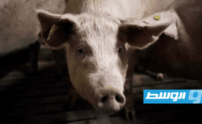 من رومانيا إلى ألمانيا.. حمى الخنازير الأفريقية تتمدد في أوروبا