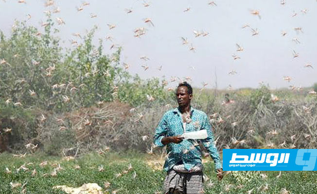 أسراب الجراد تهدد 10 ملايين صومالي بالجوع