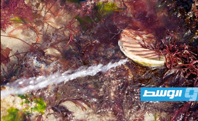 هذه الطحالب سامة للإنسان والحيوانات البحرية