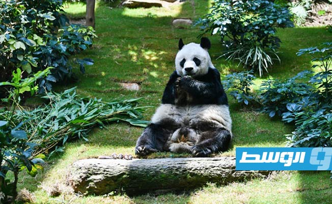 نفوق «إن إن» عميد حيوانات الباندا في الأسر
