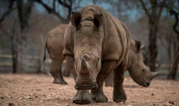 نفوق عميدة سن حيوانات وحيد القرن