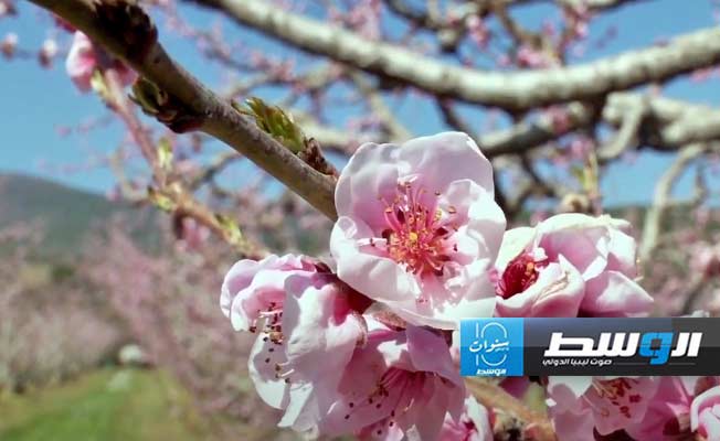 أزهار الخوخ الوردية تبشر اليونانيين بحلول الربيع (فيديو)