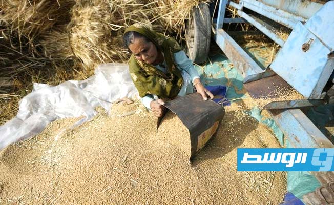 الهند.. آلاف الأطنان من القمح عالقة في الموانئ بعد قرار حظر التصدير