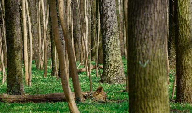 تأثيرات الضوضاء السلبية على الأشجار تدوم مدة طويلة