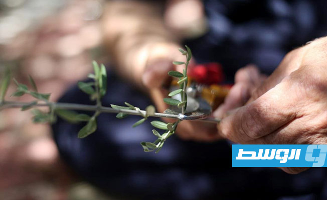 السبعيني زكريا عبود صانع السلال من أغصان الزيتون في خربة قيس شمال الضفة الغربية المحتلة (وكالة وفا الفلسطينية)
