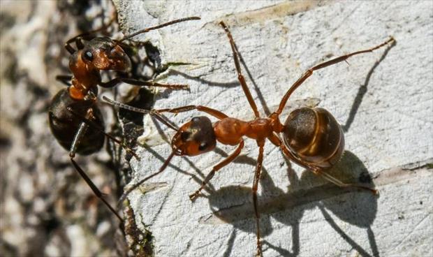 النمل الفضي أسرع نمل في العالم