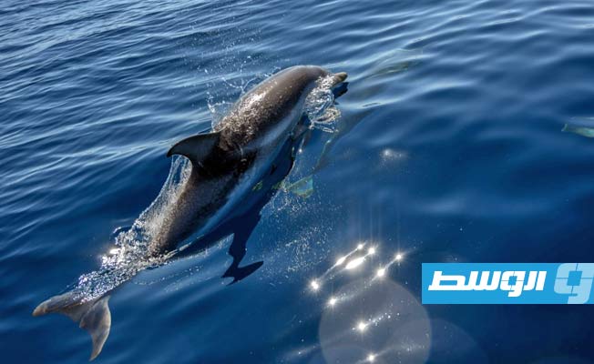 وقف أنشطة شركات فرنسية تتيح للسياح السباحة مع الدلافين